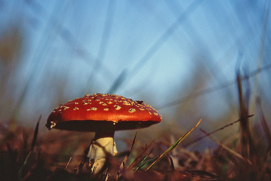 Fliegenpilz