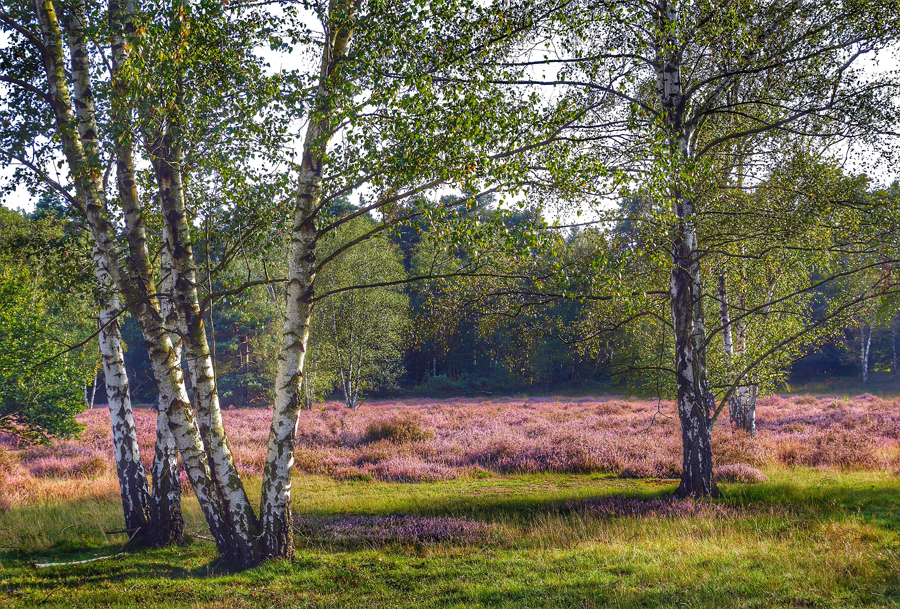Hermann Löns: Die Heide brennt