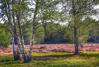 Die Heide brennt