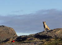 Schlittenhund