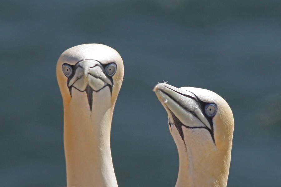 Basstölpel auf Helgoland