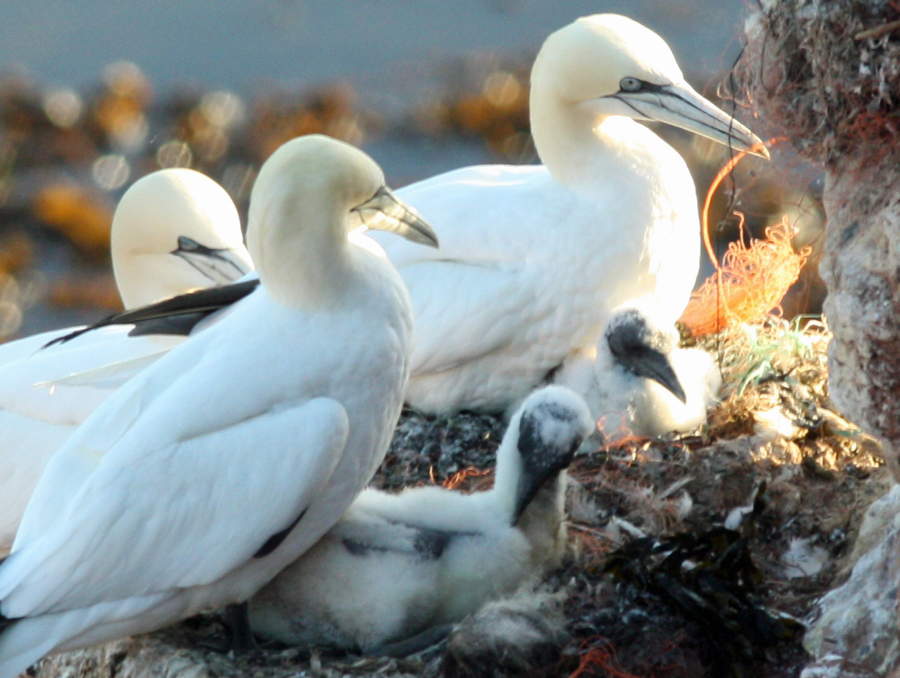 Basstölpel auf Helgoland