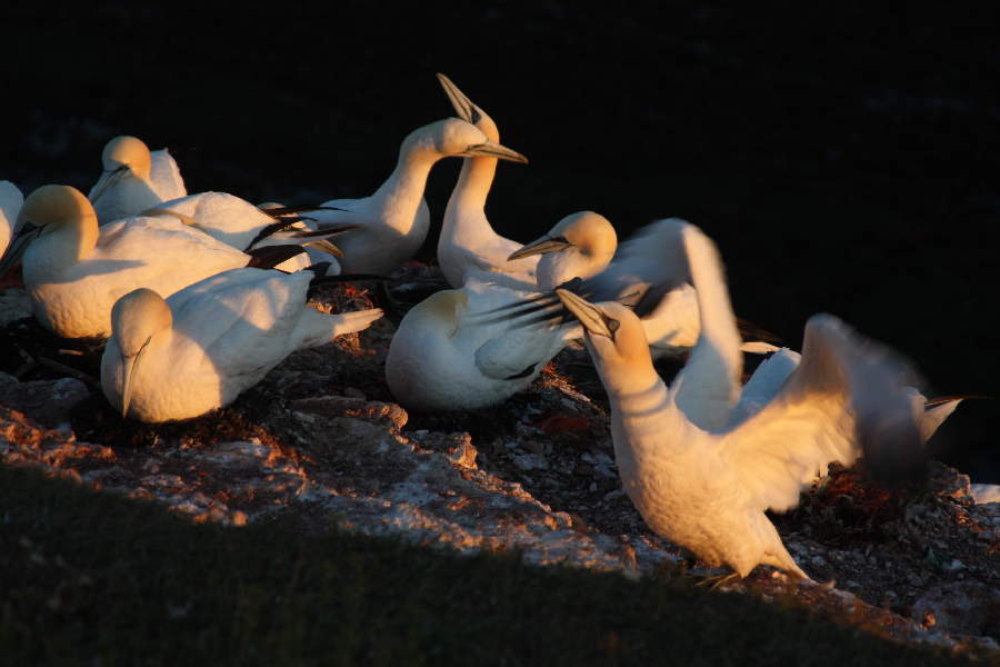 Basstölpel auf Helgoland