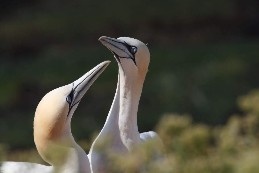 Basstölpel auf Helgoland