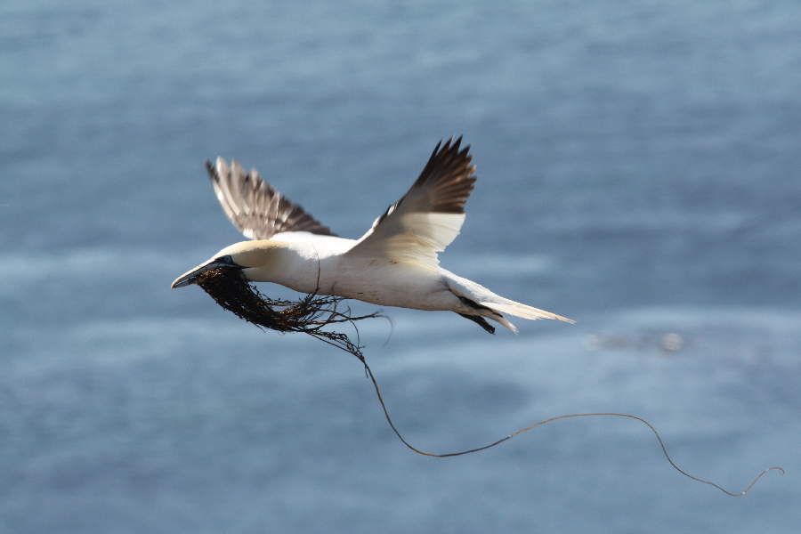 Basstölpel auf Helgoland