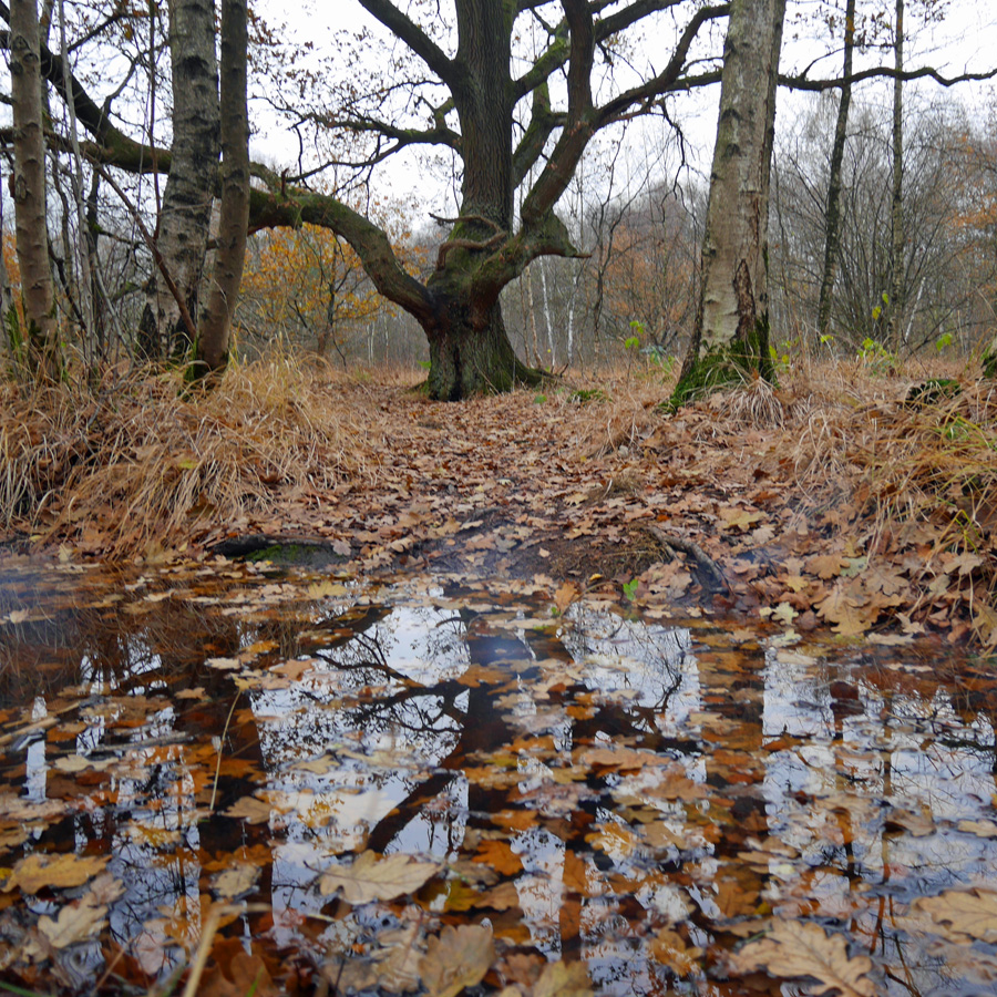In der Venne