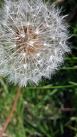Pusteblume