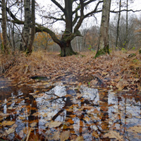 In der Venne