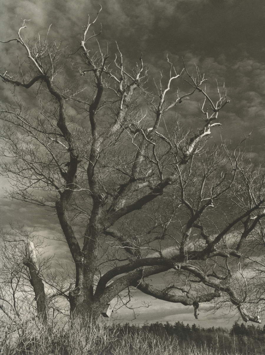 Baum im Abendlicht
