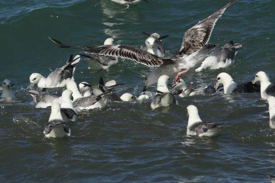 Mantelmöwe und Eissturmvögel