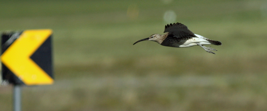 Regenbrachvogel