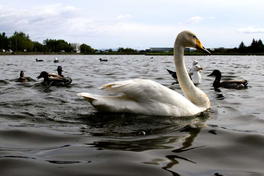 Singschwan