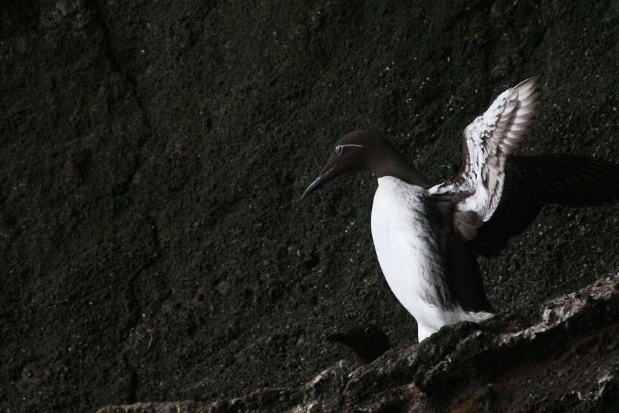 Trottellumme oder Ringlumme