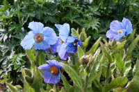 Blauer Mohn