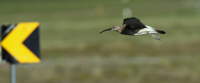 Regenbrachvogel