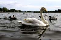 Singschwan