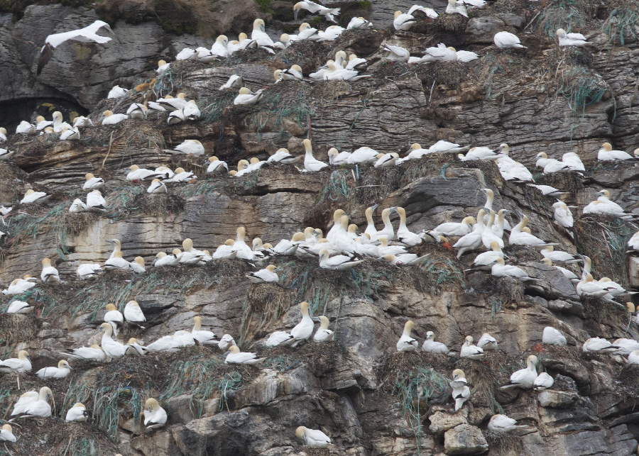 Basstölpelkolonie auf den Lofoten