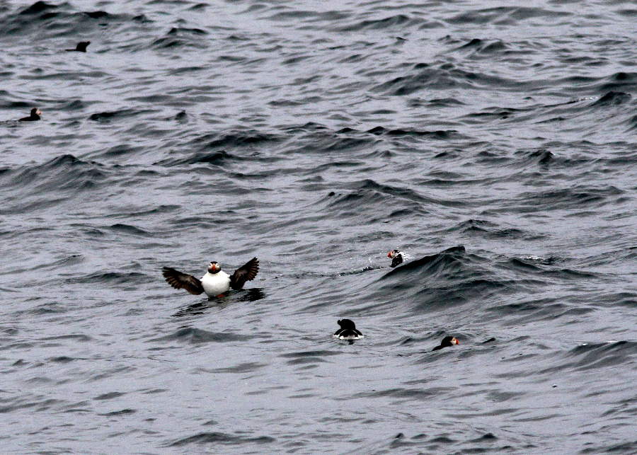 Papageitaucher auf den Lofoten