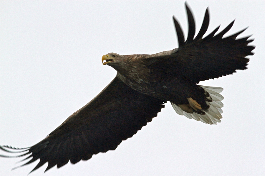 Seeadler I