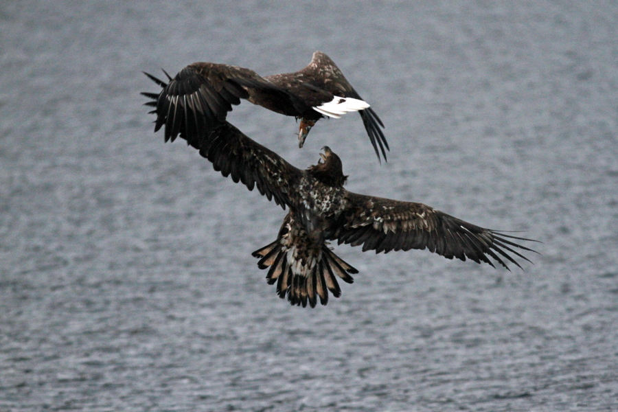 Seeadler II
