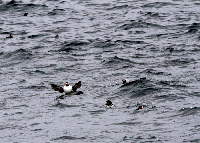 Papageientaucher auf den Lofoten