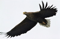 Seeadler I