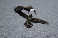Seeadler II
