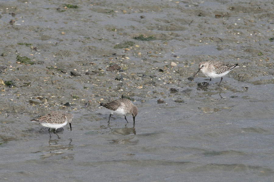 Alpenstrandläufer I