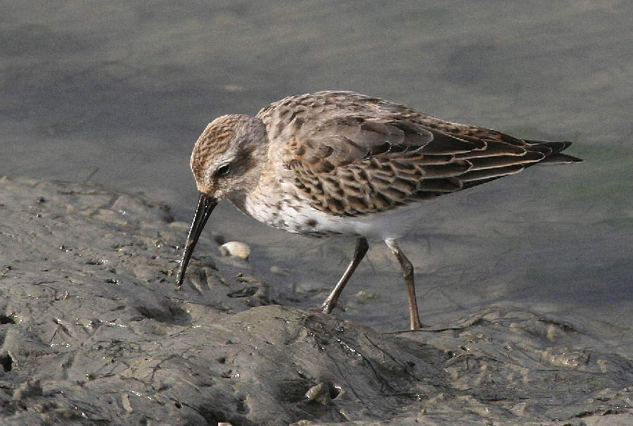 Alpenstrandläufer I