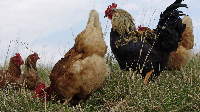 Hahn im Korb