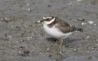 Sandregenpfeifer